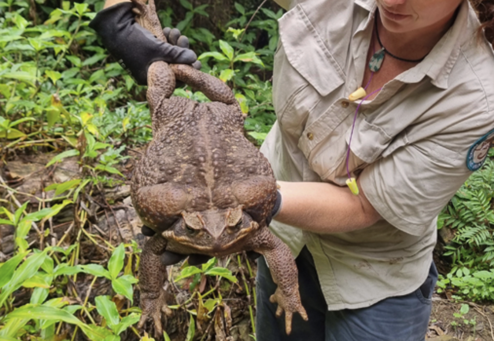 Жаба-монстр